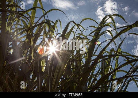 Pflanzung von Rohrzucker in der Landschaft Stockfoto