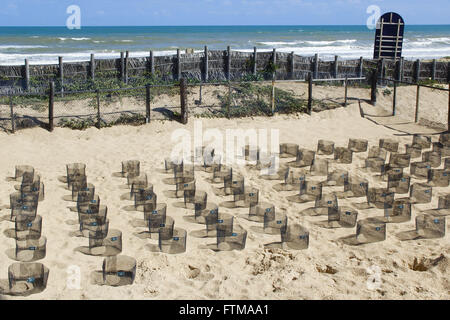 Nestern und Eiern der geschützten Meeresschildkröte - Tamar Project Stockfoto