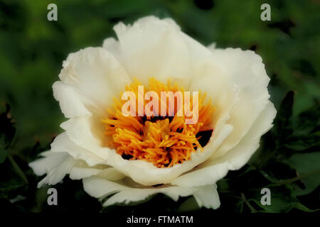 Vintage flower Stockfoto