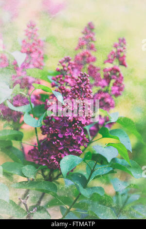 Syringa Vulgaris. Vintage Bild. Stockfoto