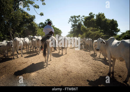 Bauern Vieh im Pantanal Feuchtgebiet Süd spielen Stockfoto