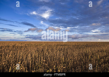 Soja-Plantage in der Landschaft in der Abenddämmerung Stockfoto