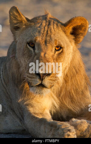 Porträt eines jungen männlichen Löwen starrte auf die Kamera im warmen Abendlicht Stockfoto