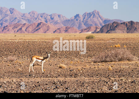 Darlehen Springbock, in offenen ariden Umgebung mit dramatischen Bergkette jenseits in Namib-Naukluft-Nationalpark, Namibia Stockfoto