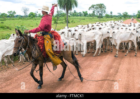 Cowboy führt Entourage Bauern Rinder in MS-170 Stockfoto