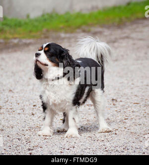 Porträt des jungen Cocker Spaniel Hund stehend Stockfoto