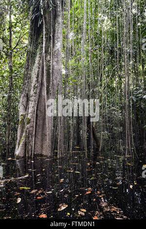 teilweise eingetauchten Bäume in überschwemmten Gebiet des Amazonas Stockfoto