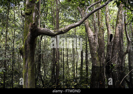 Wasser teilweise unter Bäume in dem überfluteten Gebiet der?? die Amazon - Archipel Anavilhanas Stockfoto