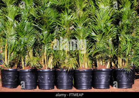 Areca Palme - Dypsis Lutescens - Zierpflanze Stockfoto