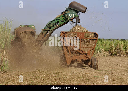 Mechanische Ernte von Rohrzucker in der Landschaft Stockfoto