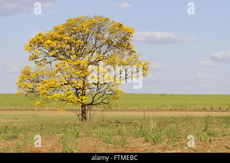 IPE-gelb in der ländlichen Gegend - Tabebuia sp Stockfoto