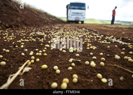 Verschwendung von Getreide während der Ernte und Transport von Sojabohnen in der Landschaft Stockfoto