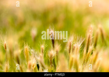 Sonnendurchflutetes goldenen braunen und grünen Rasen. Stockfoto