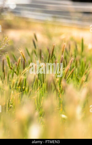 Sonnendurchflutetes goldenen braunen und grünen Rasen. Stockfoto