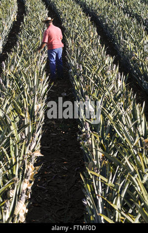 Ländliche Arbeiter Pflanzen Bett Ananas Perle im grünen Stockfoto