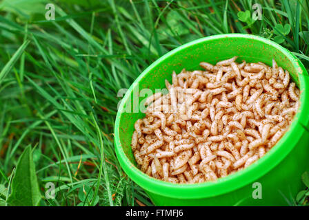 Angeln Köder Würmer Stockfoto