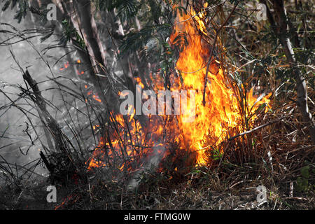 Verbrannten Vegetation in ländlichen Region von Piracicaba - Bundesstaat Sao Paulo Stockfoto