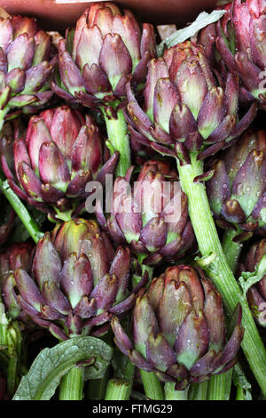 Artischocke - Cynara Scolymus L. Stockfoto