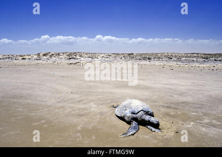 Tot an einem Strand zwischen kleinen und großen Schildkröte Maranhao Lencois Stockfoto