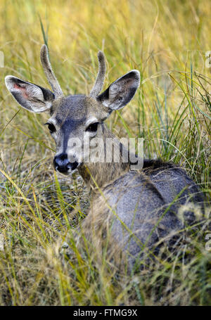 Männlichen Maultier-Rotwild im Tal des Yosemite National Park Stockfoto