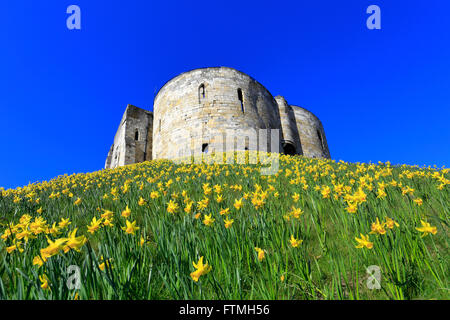 Clifford es Tower umgeben von Narzissen, York, North Yorkshire, England, Vereinigtes Königreich, Stockfoto