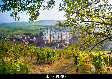 Riquewihr Route des Vins Herbstfarbe in den Weinbergen von Schönburg oberhalb des mittelalterlichen historischen Dorfes Riquewihr Route des Vins Elsass Frankreich Stockfoto