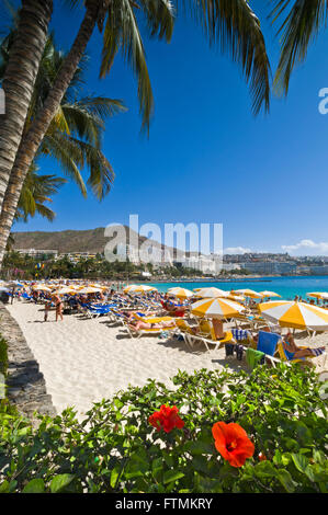 GRAN CANARIA HIBISCUS Anfi Beach Coastline Luxus Resort mit Palmen Bäume und Hibiskus in Arguineguin im Süden der Kanarischen Inseln von Gran Canaria Spanien Stockfoto