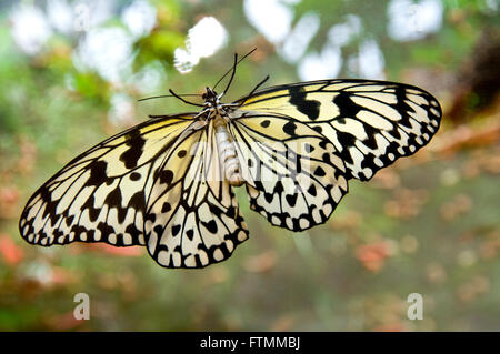 Idee Leuconoe Schmetterling weiße Baumnymphe, Papier-Drachen, tropisch, mit Flügeln in üppigen Lebensraum Reispapier Stockfoto