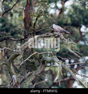 Eurasian collared dove (Streptopelia Decaocto) Stockfoto