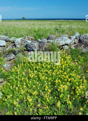 Schlüsselblumen auf Öland, Schweden. (Primula Veris) Stockfoto