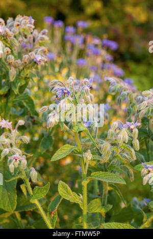 Borretsch-Blüten (Borrango Officinalis) Stockfoto