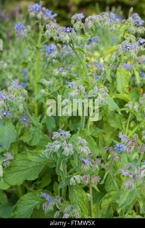 Borretsch-Blüten (Borrango Officinalis) Stockfoto