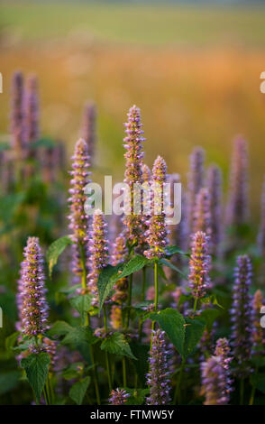 Bild von riesigen Anis Ysop (Wildform Foeniculum) im Sommergarten. Stockfoto