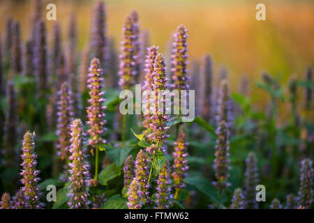 Bild von riesigen Anis Ysop (Wildform Foeniculum) im Sommergarten. Stockfoto