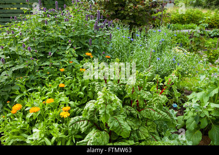 Bild der Kräutergarten in einem Sommer Stockfoto