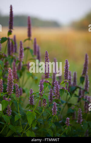 Bild von riesigen Anis Ysop (Wildform Foeniculum) im Sommergarten. Stockfoto