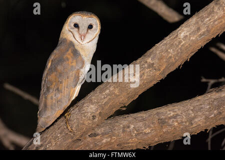 Eine wilde Schleiereule (Tyto Alba) thront auf einem Ast eines Baumes in der Nacht Stockfoto