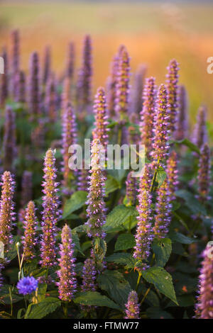 Magier des riesigen Anis Ysop (Wildform Foeniculum) im Sommergarten. Stockfoto