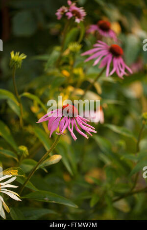 Echinacea-Blüten in einem Sommer-Kräuter-Garten. Stockfoto