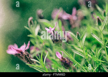 Bild von Vintage Lavendel im Sommergarten. Stockfoto