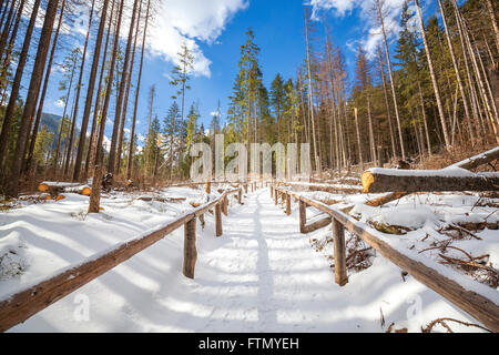Handlauf aus Holz auf dem Weg wandern im Wald, Tatra-Gebirge im Winter, Polen Stockfoto
