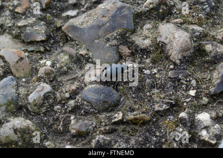 Ein Käfer auf dem Boden Stockfoto