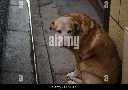 Ein trauriger Hund in den Straßen Stockfoto