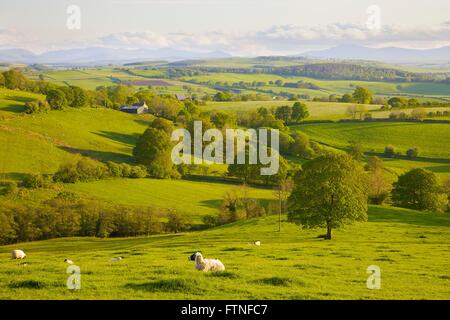 Eden-Tal. Schafe weiden. Ländliche Abendstimmung. Ainstable, Cumbria, England, Vereinigtes Königreich. Stockfoto
