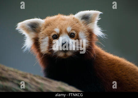 Roter Panda Stockfoto