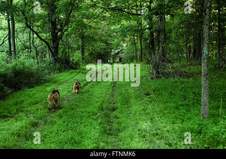 zwei Hunde laufen im Wald im Sommer Stockfoto