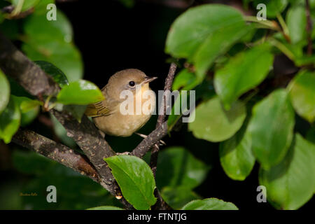 Nahaufnahme der weiblichen Yellowthroat Warbler thront in Baum Stockfoto