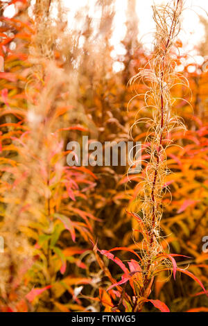 Herbstfärbung, West Yorkshire, England Stockfoto