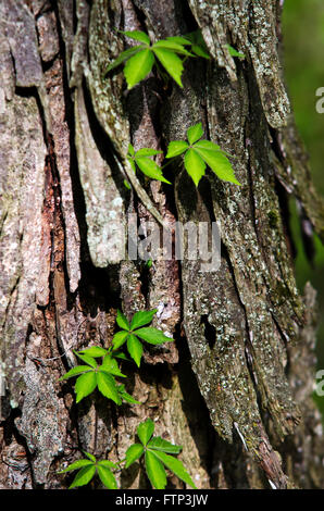 Wildem Wein Rebe auf Baumstamm Stockfoto