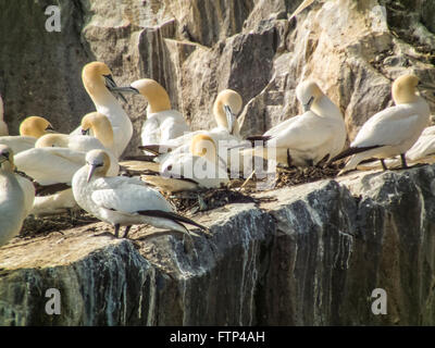 Gannetts nisten auf Bass Rock, Nordsee vor der schottischen Küste, in der Nähe von Edinburgh. Stockfoto